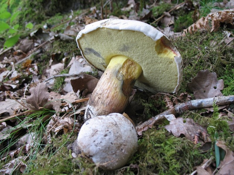 Boletus radicans 